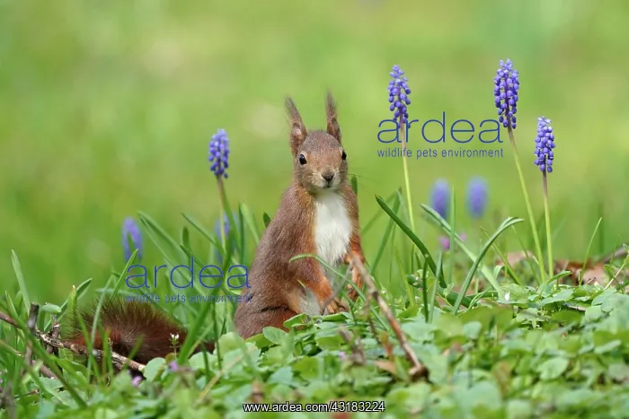 : Squirrel (Sciurus vulgaris) in meadow in front of : Squirrel (Sciurus vulgaris) in meadow in front of