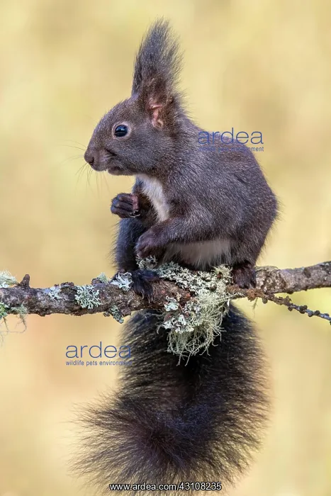 : Squirrel (Sciurus vulgaris), sitting on a branch : Squirrel (Sciurus vulgaris), sitting on a branch