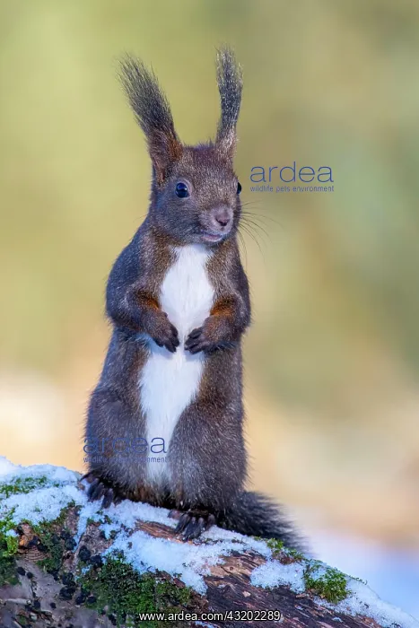 : Squirrel (Sciurus vulgaris), sitting on a branch : Squirrel (Sciurus vulgaris), sitting on a branch