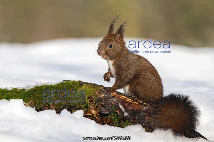 : Squirrel (Sciurus vulgaris), sitting on a root in : Squirrel (Sciurus vulgaris), sitting on a root in