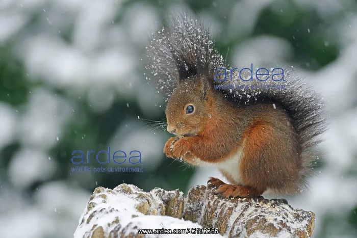 : Squirrel (Sciurus vulgaris) sitting on a tree stump : Squirrel (Sciurus vulgaris) sitting on a tree stump