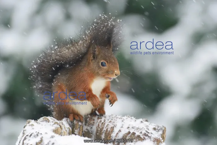 : Squirrel (Sciurus vulgaris) sitting on a tree stump : Squirrel (Sciurus vulgaris) sitting on a tree stump