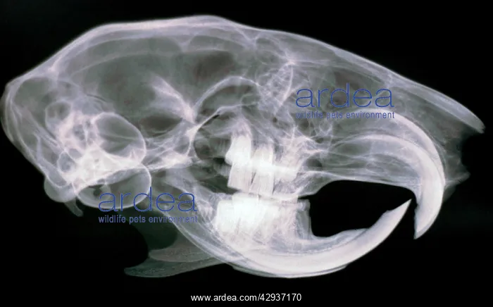 : Squirrel skull- x ray shows continuously growing incisors : Squirrel skull- x ray shows continuously growing incisors
