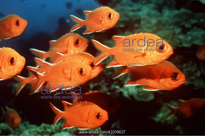 : SQUIRREL / Soldier Fish - shoal : SQUIRREL / Soldier Fish - shoal