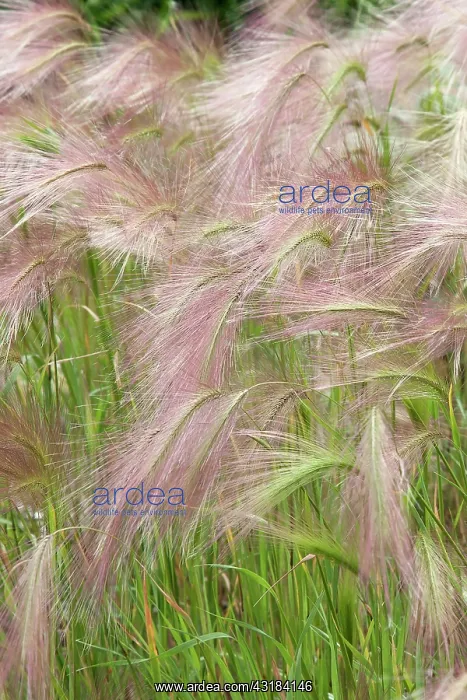: Squirrel tail grass, Hordeum jubatum, Side view : Squirrel tail grass, Hordeum jubatum, Side view