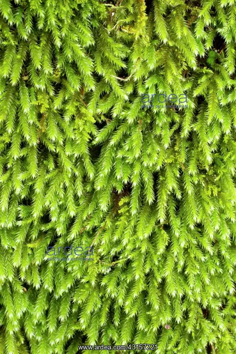 : Squirrel-tail moss - Leucodon sciuroides - Leucodontaceae : Squirrel-tail moss - Leucodon sciuroides - Leucodontaceae