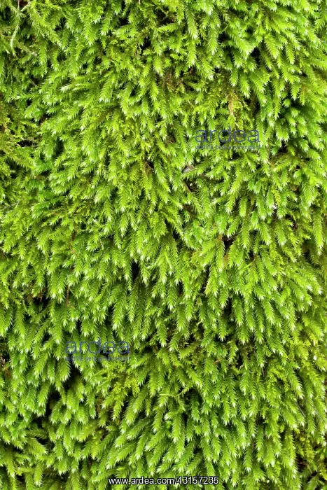 : Squirrel-tail moss - Leucodon sciuroides - Leucodontaceae : Squirrel-tail moss - Leucodon sciuroides - Leucodontaceae