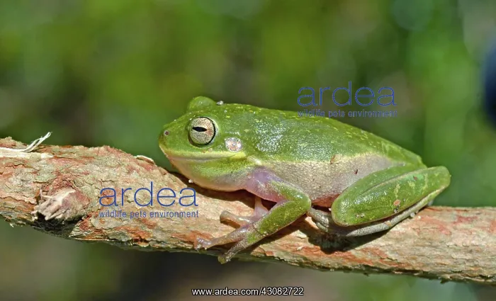 : Squirrel Tree Frog : Squirrel Tree Frog