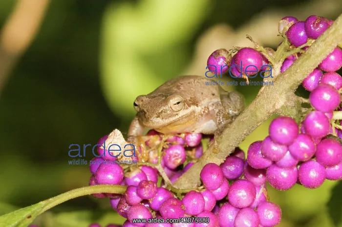 : Squirrel Treefrog : Squirrel Treefrog