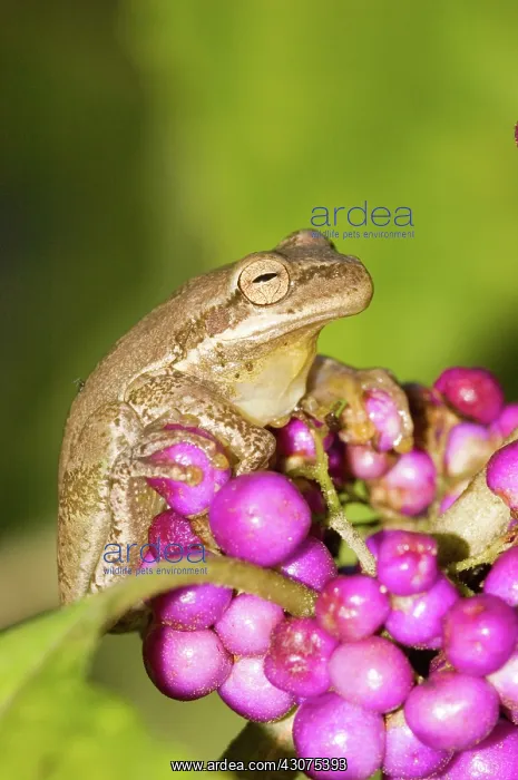 : Squirrel Treefrog : Squirrel Treefrog