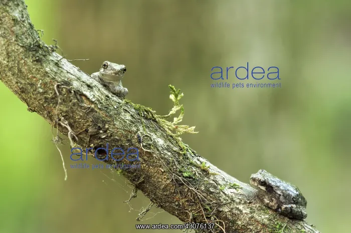 : Squirrel Treefrog : Squirrel Treefrog