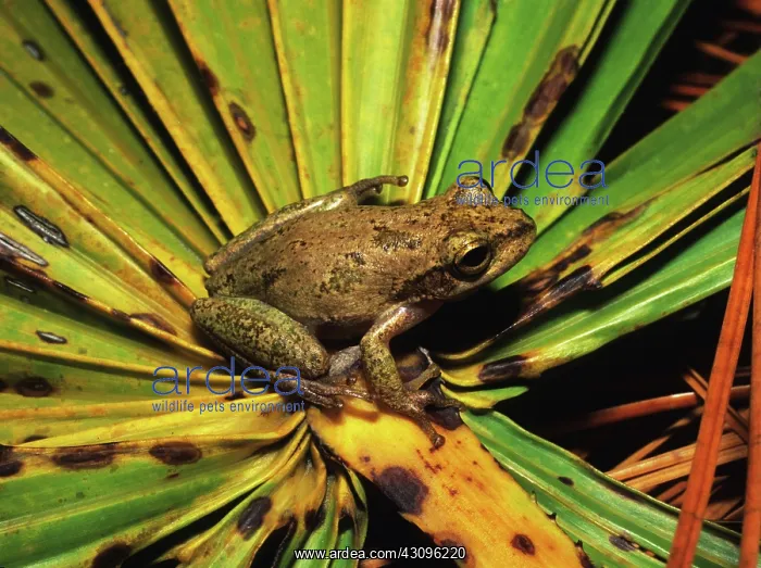 : Squirrel Treefrog : Squirrel Treefrog