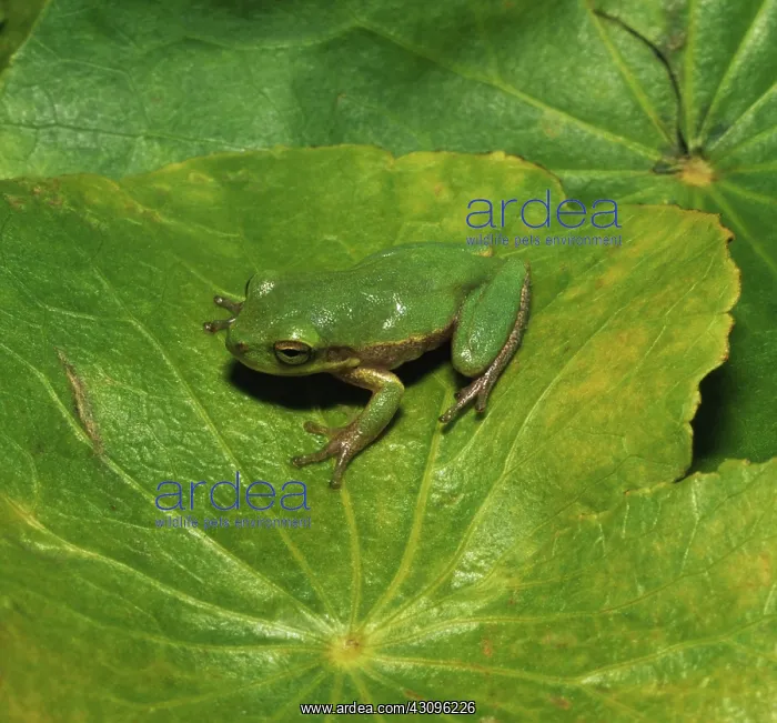 : Squirrel Treefrog : Squirrel Treefrog