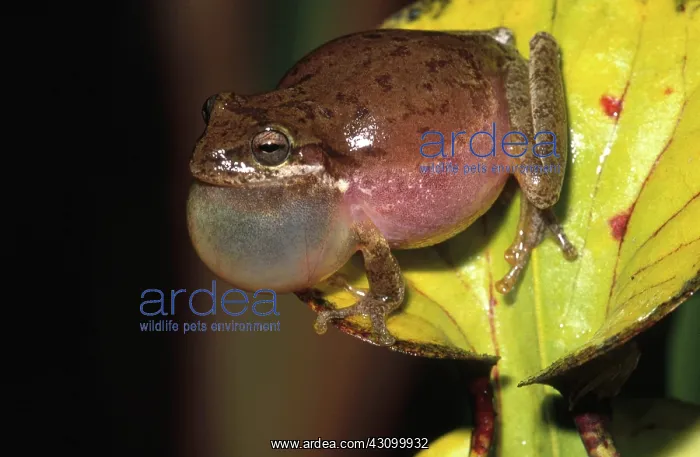 : Squirrel Treefrog : Squirrel Treefrog