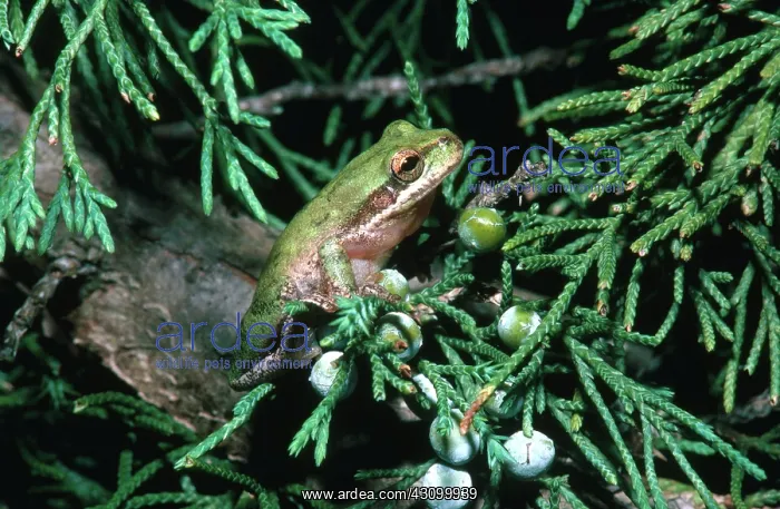 : Squirrel Treefrog : Squirrel Treefrog