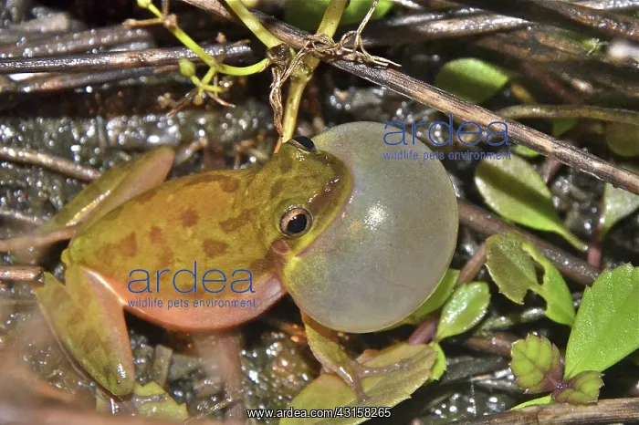 : Squirrel Treefrog : Squirrel Treefrog