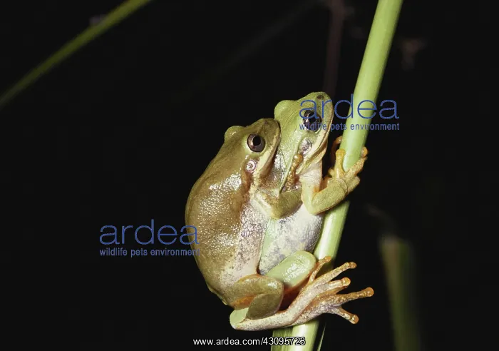 : Squirrel Treefrogs Mating : Squirrel Treefrogs Mating