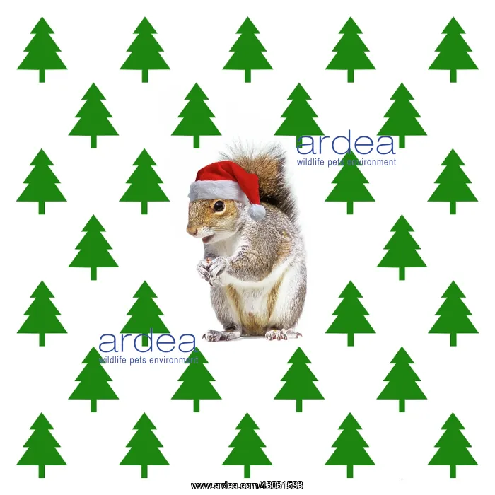 : Squirrel, wearing Christmas hat with Christmas tree : Squirrel, wearing Christmas hat with Christmas tree