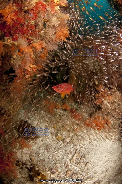 : Squirrelfish - inside school of Yellow Sweepers : Squirrelfish - inside school of Yellow Sweepers