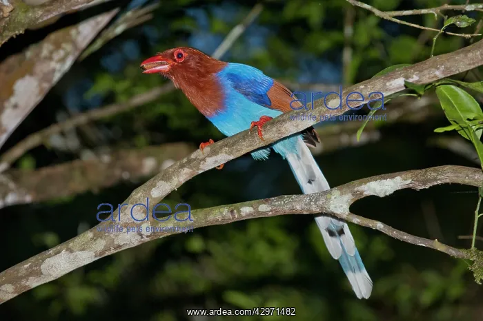 : Sri Lanka Blue Magpie - perched on branch : Sri Lanka Blue Magpie - perched on branch
