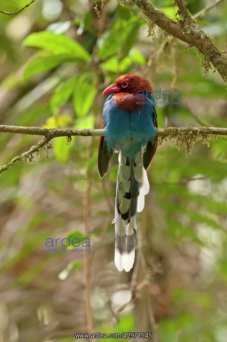 : Sri Lanka Blue Magpie - perched on branch : Sri Lanka Blue Magpie - perched on branch