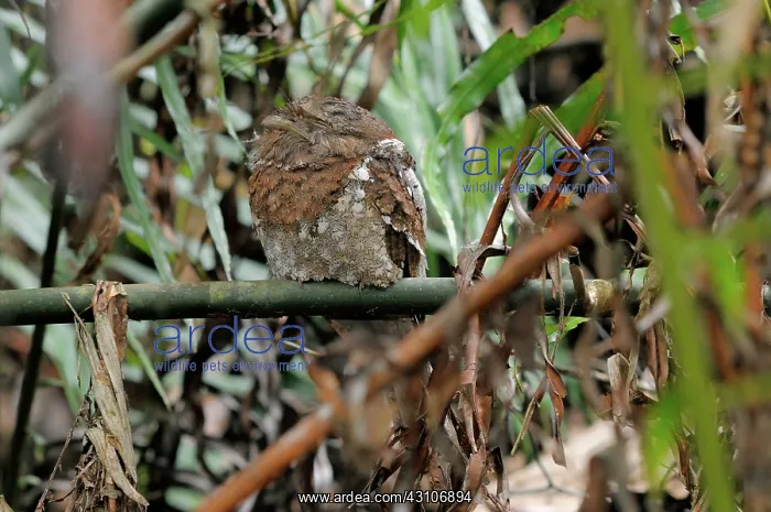 : Sri Lanka Frogmouth : Sri Lanka Frogmouth