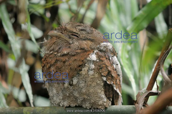 : Sri Lanka Frogmouth : Sri Lanka Frogmouth