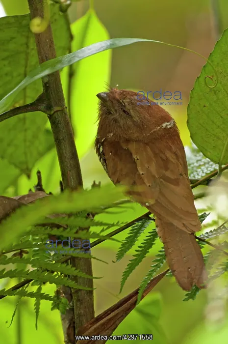  : Sri Lanka Frogmouth - in tree with fern