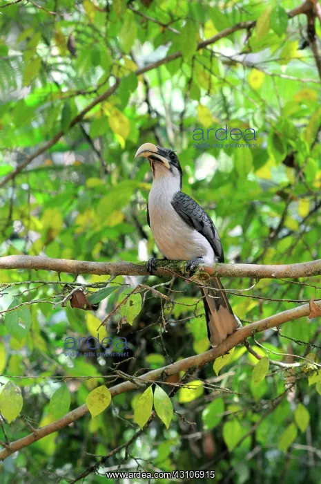  : Sri Lanka Gray Hornbill
