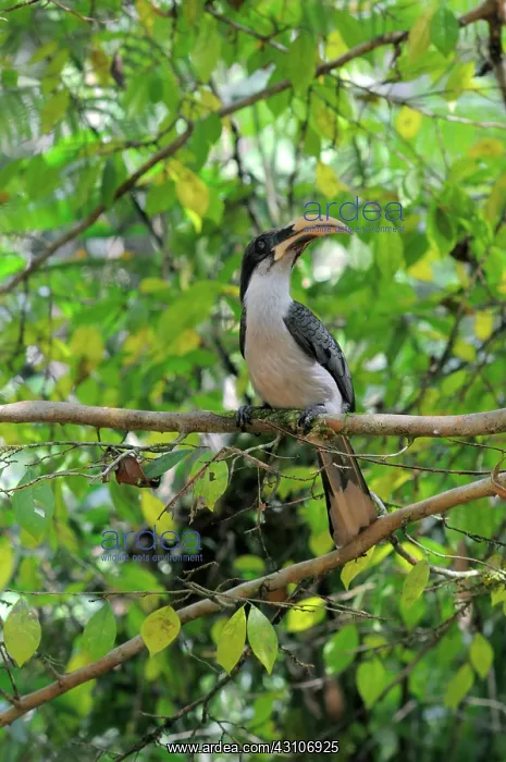 : Sri Lanka Gray Hornbill : Sri Lanka Gray Hornbill