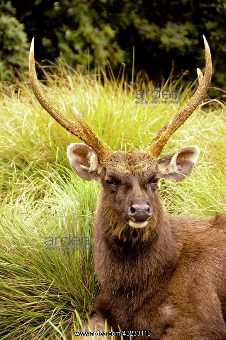 : Sri Lanka, Horton Plain National Park, a : Sri Lanka, Horton Plain National Park, a