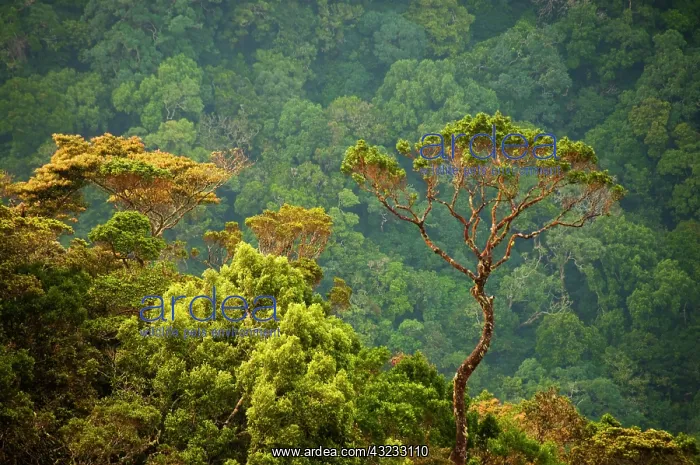 : Sri Lanka Horton Plain National Park landscape : Sri Lanka Horton Plain National Park landscape