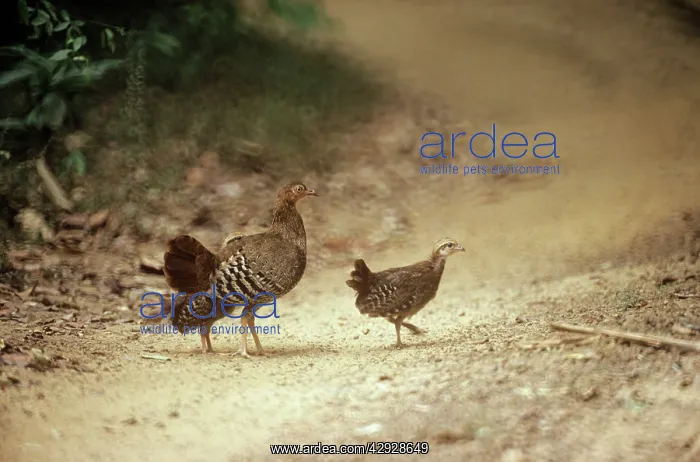 : Sri Lanka Junglefowl - female with young : Sri Lanka Junglefowl - female with young