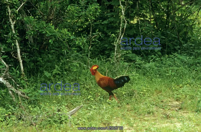  : Sri Lanka Junglefowl - male in habitat