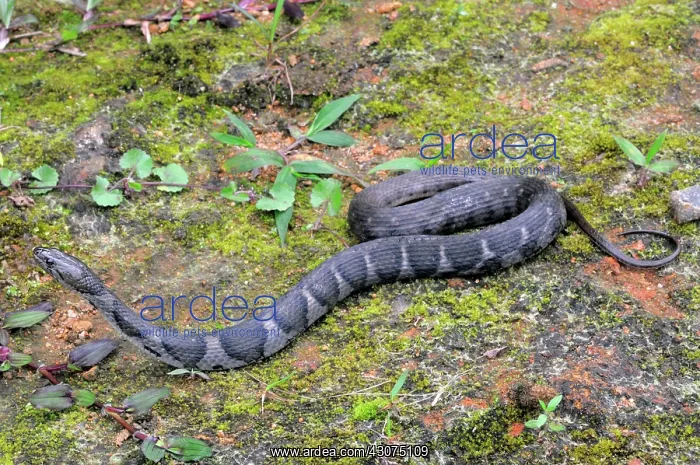 : Sri Lanka Keelbacked Water Snake : Sri Lanka Keelbacked Water Snake