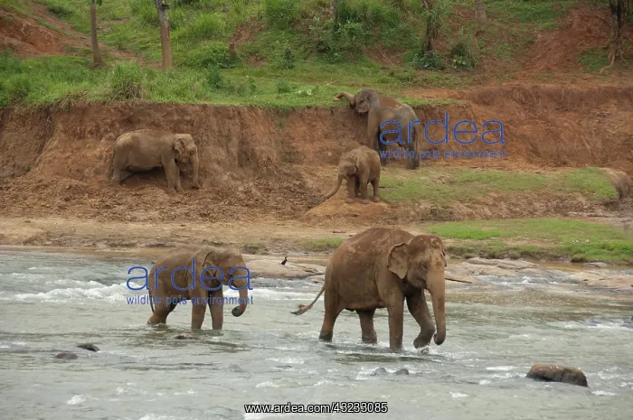 : Sri Lanka, Pinnawala Elephant Orphanage : Sri Lanka, Pinnawala Elephant Orphanage