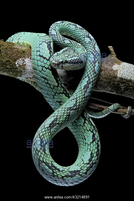 : Sri Lanka Pit Viper (Trimeresurus trigonocephalus) : Sri Lanka Pit Viper (Trimeresurus trigonocephalus)