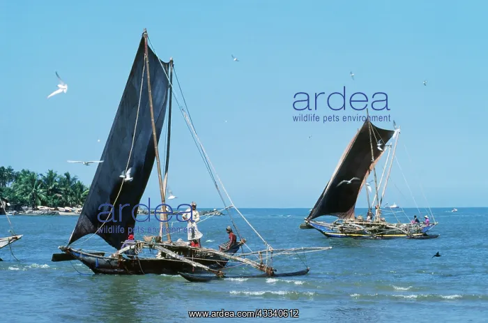  : Sri Lanka - traditional fishing boats