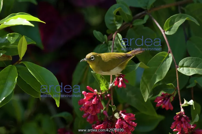 : Sri Lanka White-eye - in flowering shrub : Sri Lanka White-eye - in flowering shrub