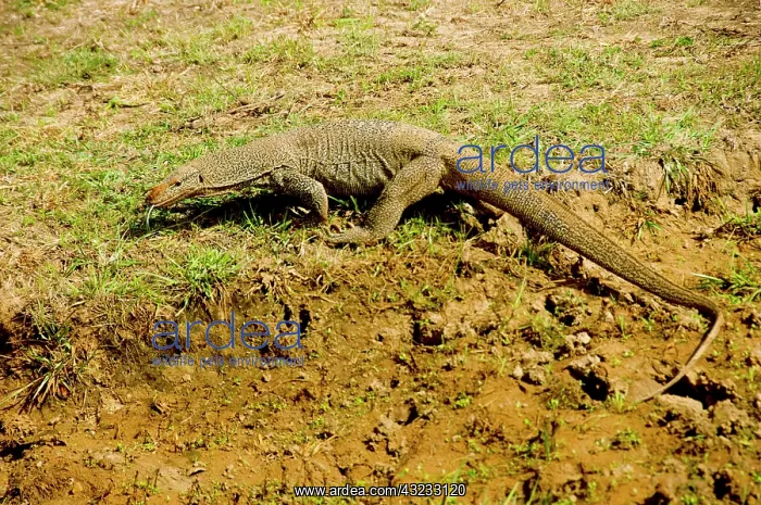 : Sri Lanka, Yala National Park, a monitor : Sri Lanka, Yala National Park, a monitor