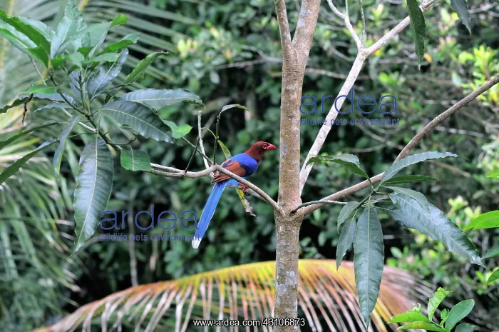  : Sri Lankan Blue Magpie