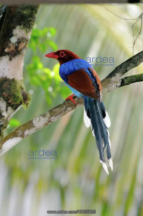 : Sri Lankan Blue Magpie : Sri Lankan Blue Magpie
