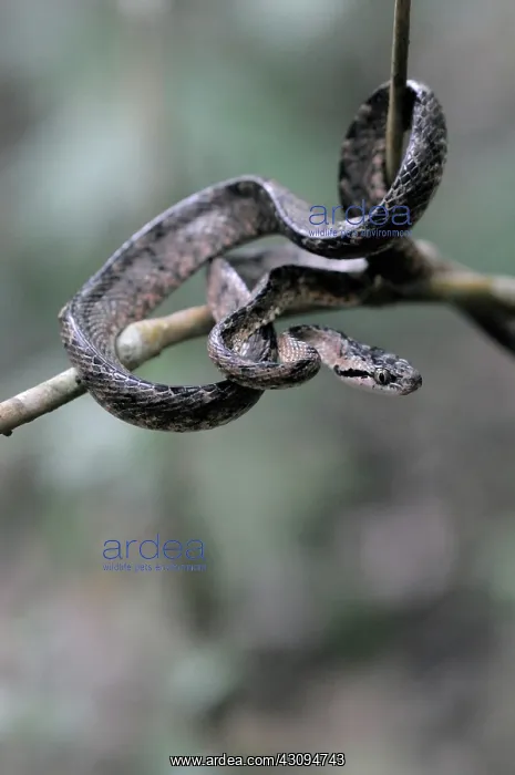 : Sri Lankan Cat snake : Sri Lankan Cat snake