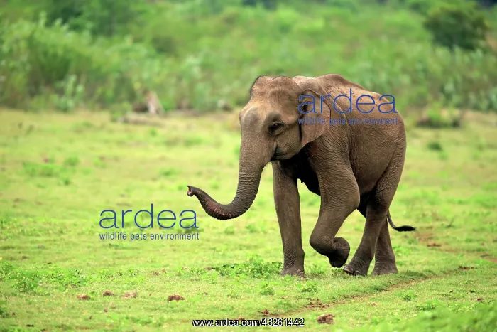 : Sri Lankan elephant (Elephas maximus maximus), adult : Sri Lankan elephant (Elephas maximus maximus), adult