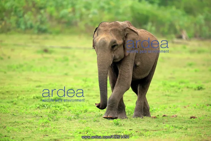 : Sri Lankan elephant (Elephas maximus maximus), adult : Sri Lankan elephant (Elephas maximus maximus), adult