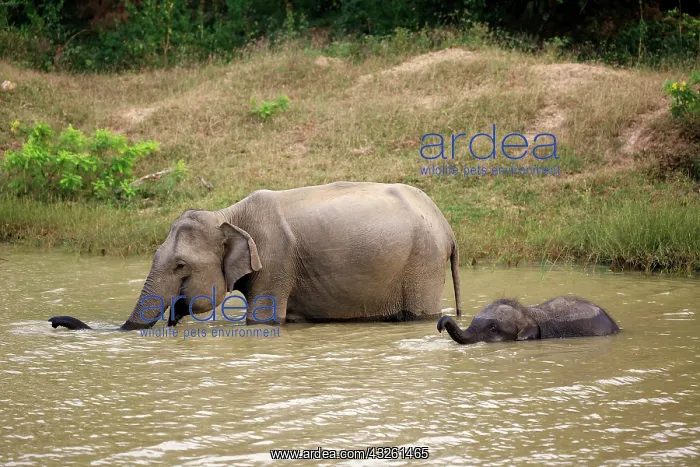  : Sri Lankan elephant (Elephas maximus maximus), mother