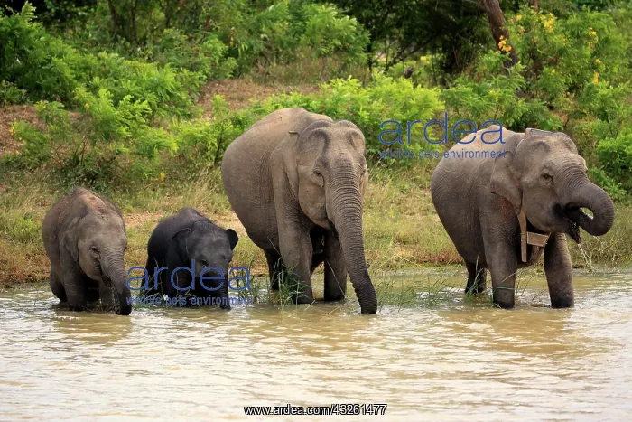 : Sri Lankan elephant (Elephas maximus maximus), small : Sri Lankan elephant (Elephas maximus maximus), small