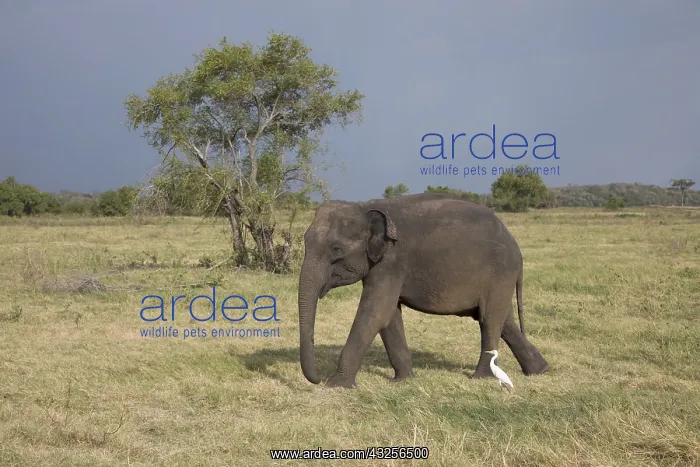 : Sri Lankan Elephant (Elephas maximus maximus) w : Sri Lankan Elephant (Elephas maximus maximus) w