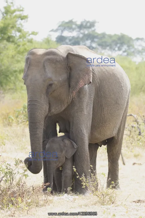 : Sri Lankan Elephant (Elephas maximus maximus) w : Sri Lankan Elephant (Elephas maximus maximus) w