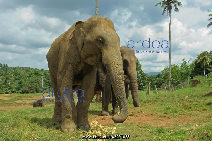 : Sri Lankan Elephants (Elephas maximus maximus) in : Sri Lankan Elephants (Elephas maximus maximus) in